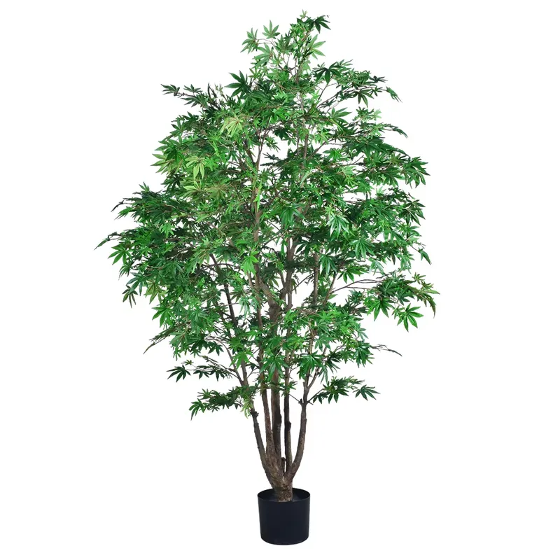 Trending Wholesale Green Maple - đánh giá và giá Dracaena Marginata