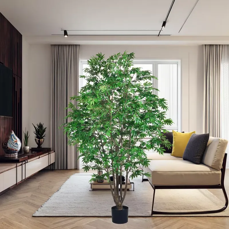 Trending Wholesale Green Maple - đánh giá và giá Dracaena Marginata