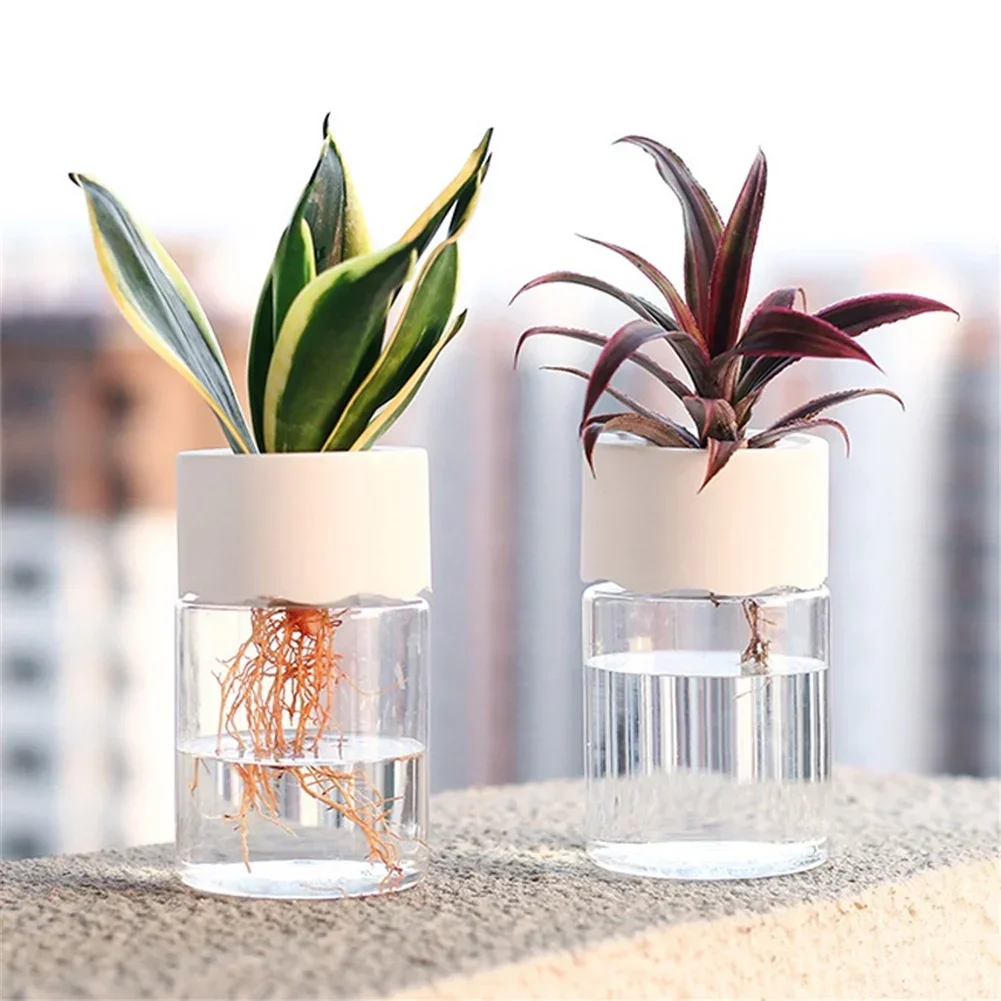 Mini Hydroponic Flower Pot Tra - đánh giá và giá Aloe Vera Pot