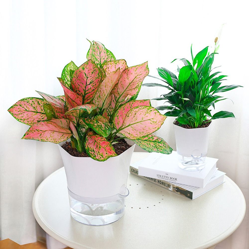 Transparent Double Layer Plast - đánh giá và giá Aloe Vera Pot
