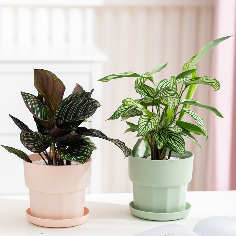 Nordic Minimalist Style Green  - đánh giá và giá Aloe Vera Pot