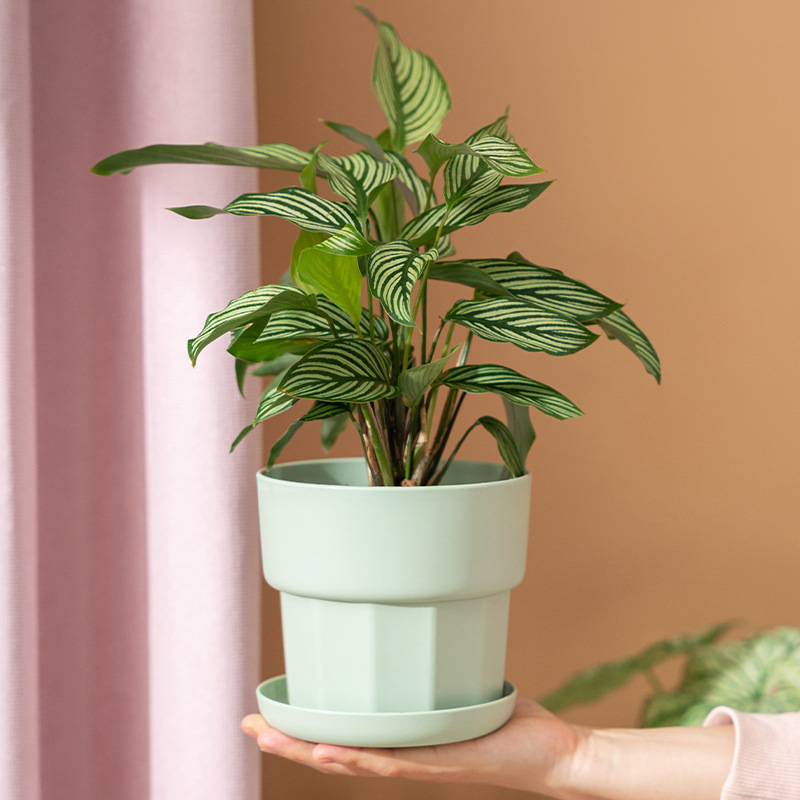 Nordic Minimalist Style Green  - đánh giá và giá Aloe Vera Pot