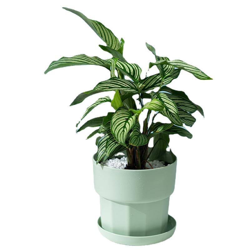Nordic Minimalist Style Green  - đánh giá và giá Aloe Vera Pot