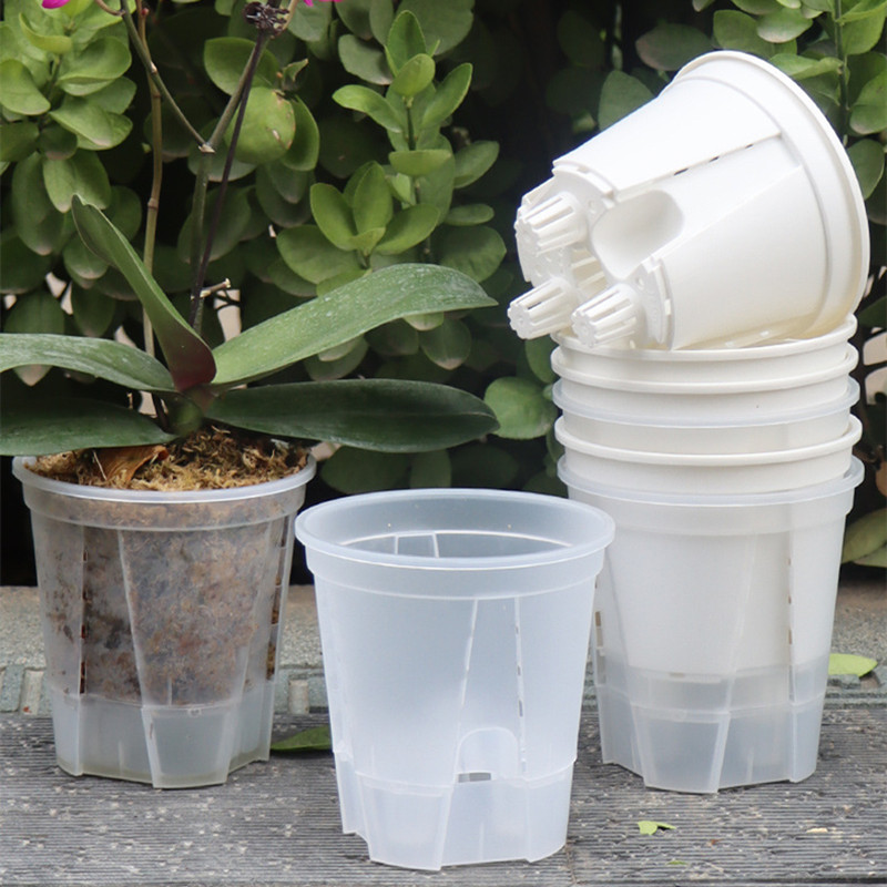 5pcs Transparent Orchid Pot wi - đánh giá và giá Aloe Vera Pot
