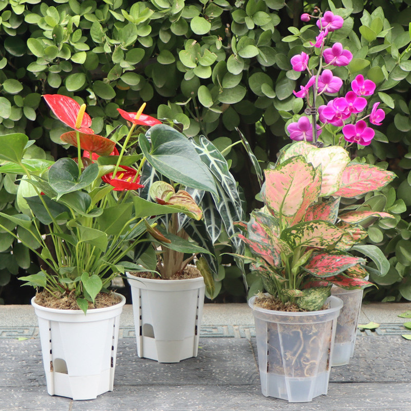 5pcs Transparent Orchid Pot wi - đánh giá và giá Aloe Vera Pot